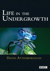 Life in the Undergrowth 2005