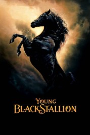 Young Black Stallion 2003