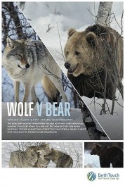 Wolf vs Bear 2019