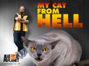 My Cat from Hell 2011