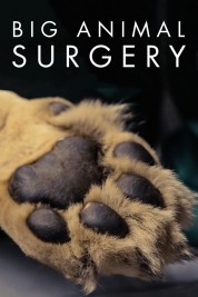 Big Animal Surgery 2019
