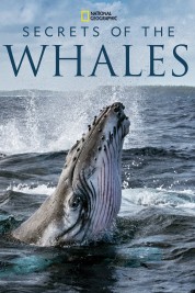 Secrets of the Whales 2021