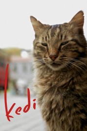 Kedi 2017