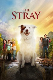 The Stray 2017