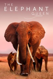 The Elephant Queen 2019