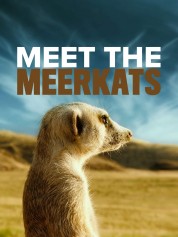 Meet The Meerkats 2021